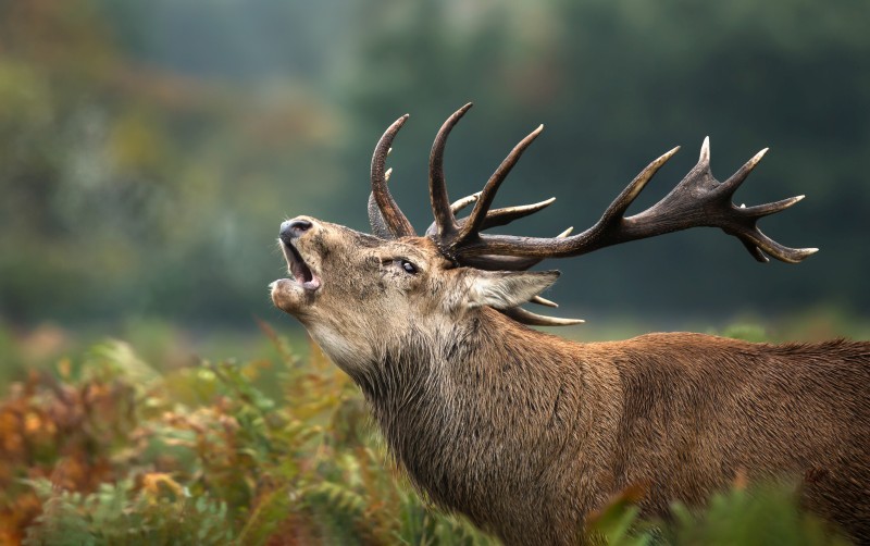 Close up of a red deer stag roaring during rutting season in autumn, UK.